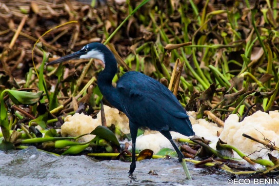 L'île aux oiseaux mise sous la protection de la divinité Zangbéto