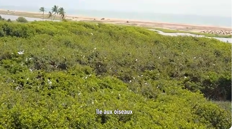 L'île aux oiseaux, ou « Kovisèguè »